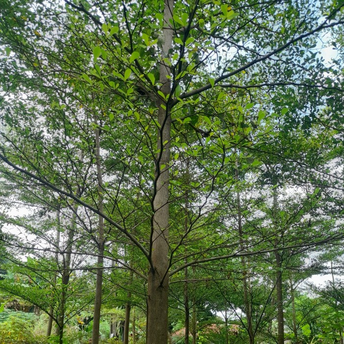Paket 2Pohon Ketapang Kencana 5Meter Batang Besar Pesanan Bu Keisya