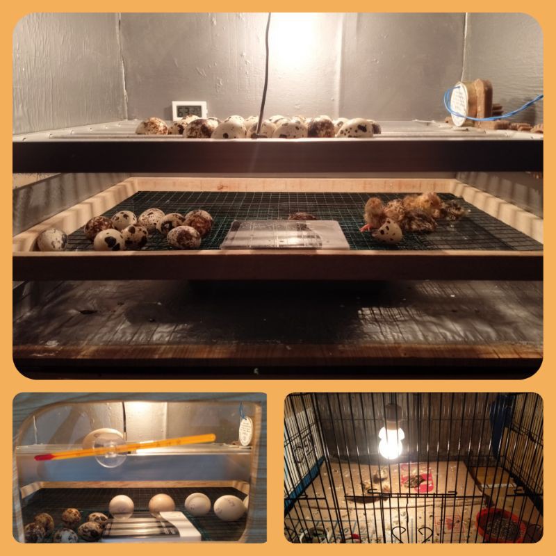 Telur puyuh fertil / Quails / Eggs/ Burung puyuh /Puyuh / Calon burung puyuh anakan