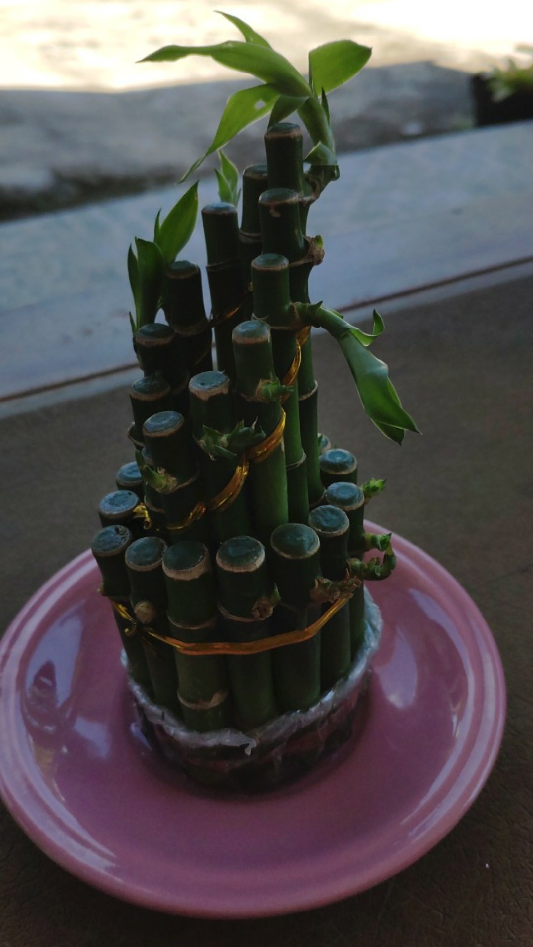 Tanaman Hias Bambu Rejeki Mini 3 Susun