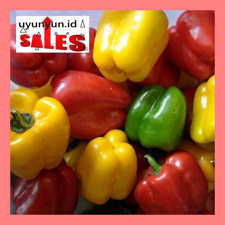 

S504Yts Benih-Bibit Cabe Paprika Blend Mix Color (Haira Seed) S50F40Dfjt