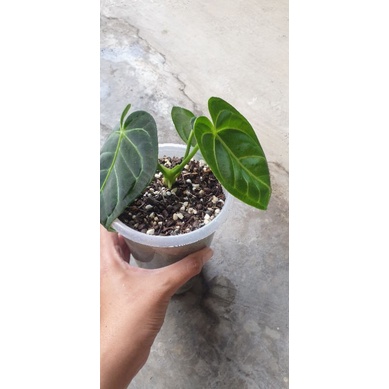 Anthurium regale peru ori
