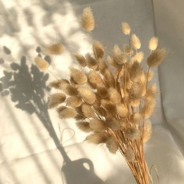 Dried Flower Lagurus | Bunny Tails | Bunga Kering Import