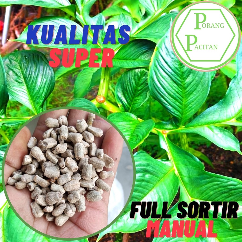 Bibit Porang Bunga Spora 250 gram Siap Tanam