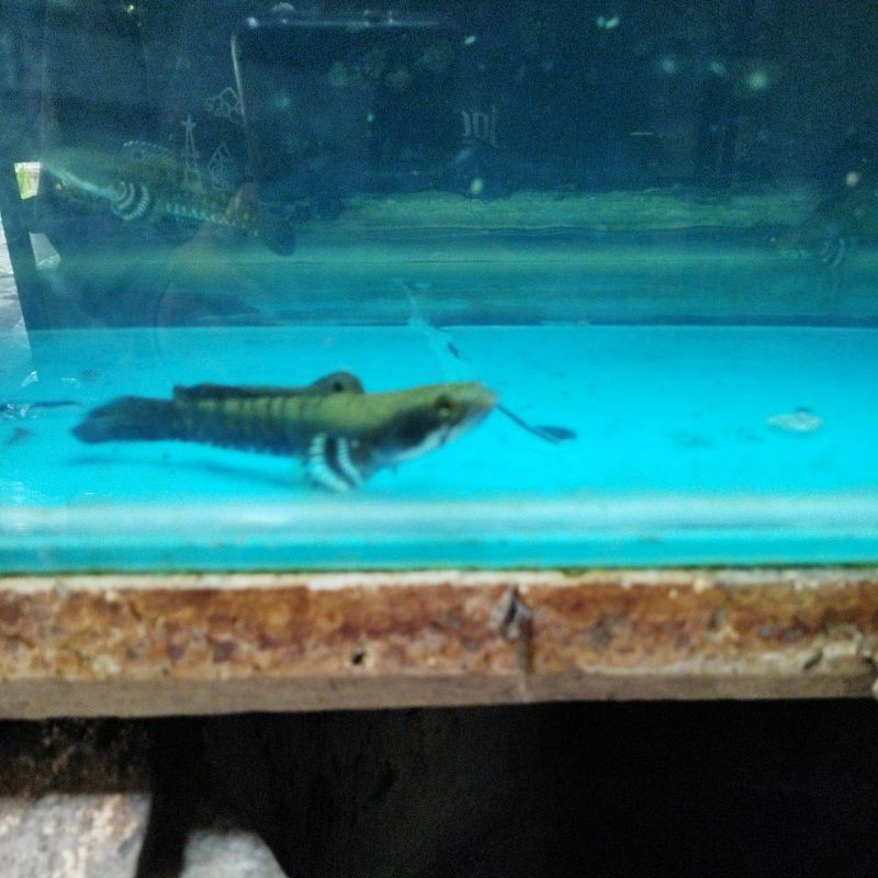 Channa Blue Pulchra size 12-13 cm