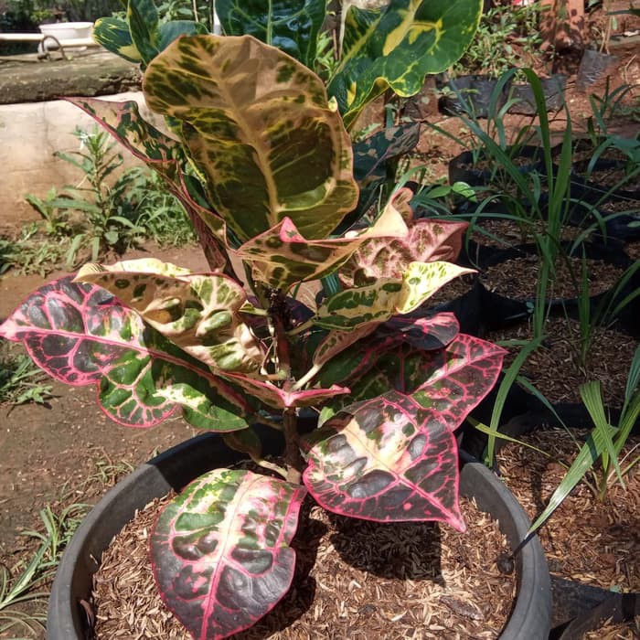 tanaman puring kura, pohon puring kura, puring kura