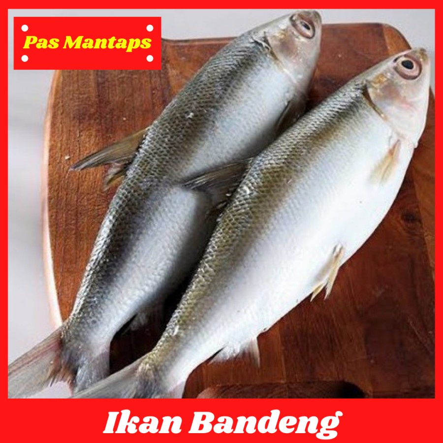 

Ikan Bandeng Segar 1 KG pasar murah Bekasi