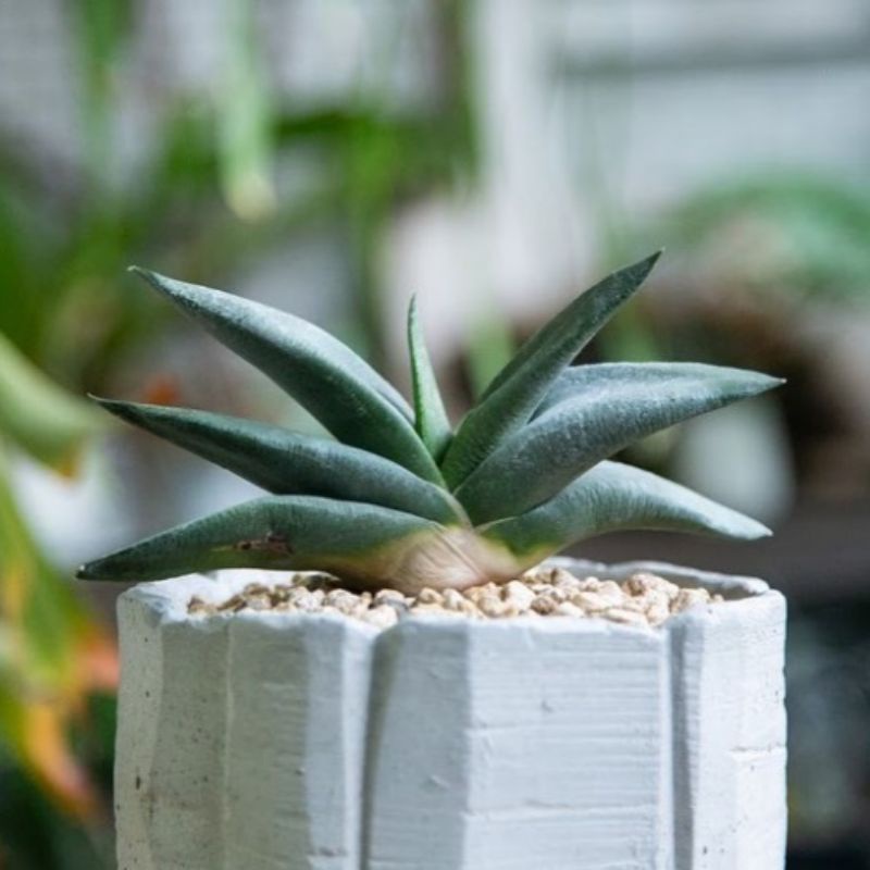 Haworthia Gasteria Armstrongii