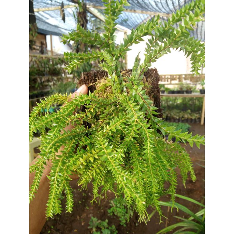 tanaman huperzia/rumpai/huperzia