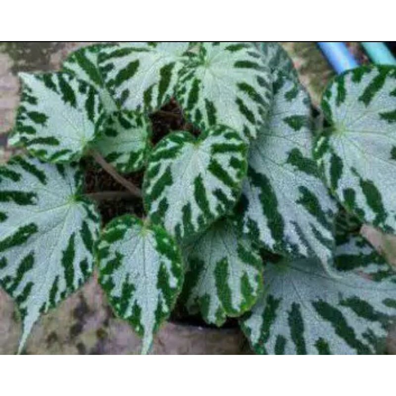 Tanaman Hias Begonia Karpet.