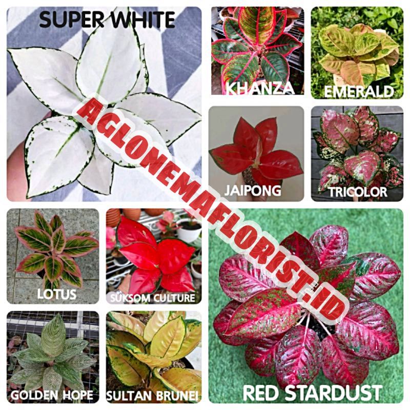 (COD) PROMO 10 PAKET Bibit bonggol aglonema | Bermacam jenis bibit bonggol aglonema termurah | Aglon