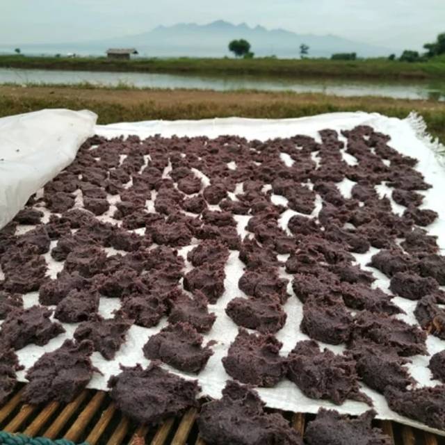 

Trasi jembret terasi asli pati