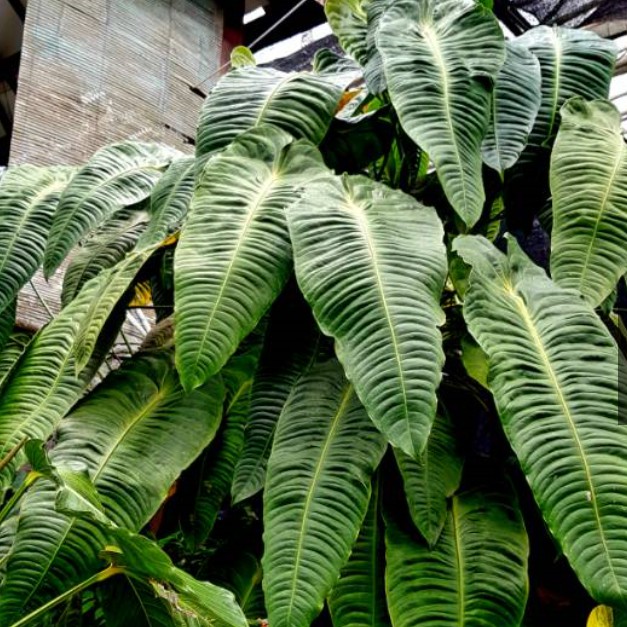 BIBIT ANTHURIUM VEITCHII