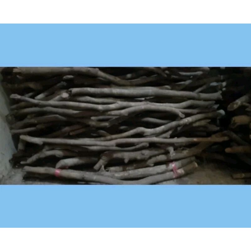 tongkat kayu nagasari bahan tongkat dan kerajinan