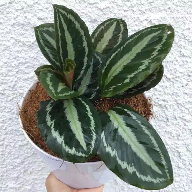 Calathea silver#CALATHEA SILVER BLACK