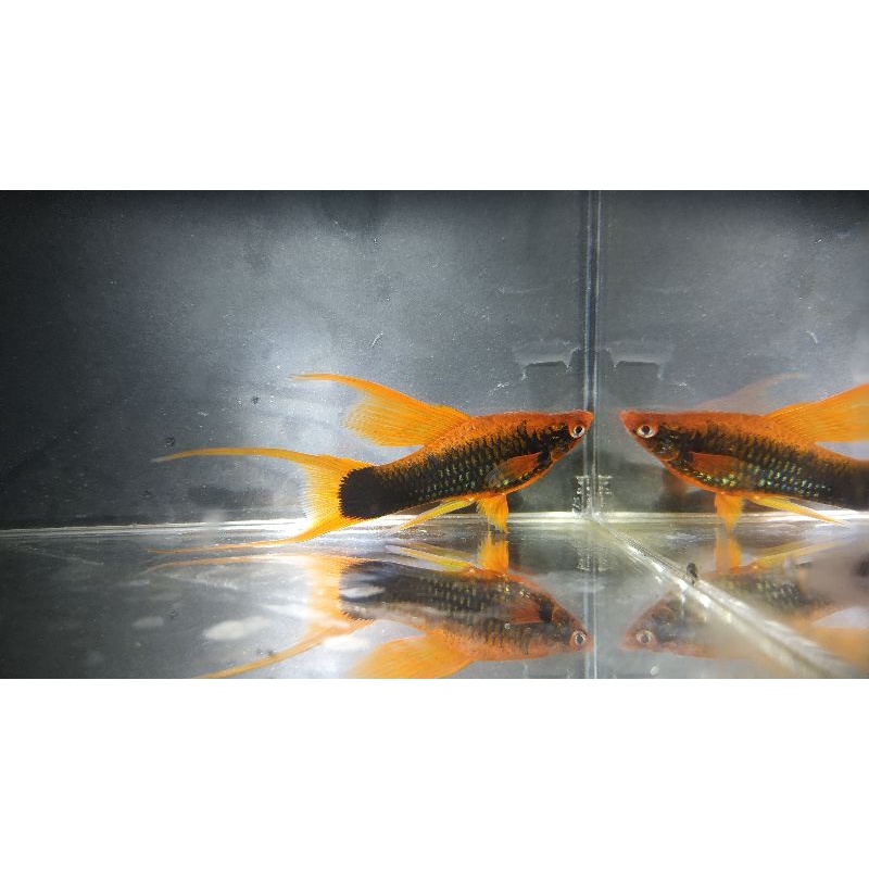 Platy Hamburg Lyretail