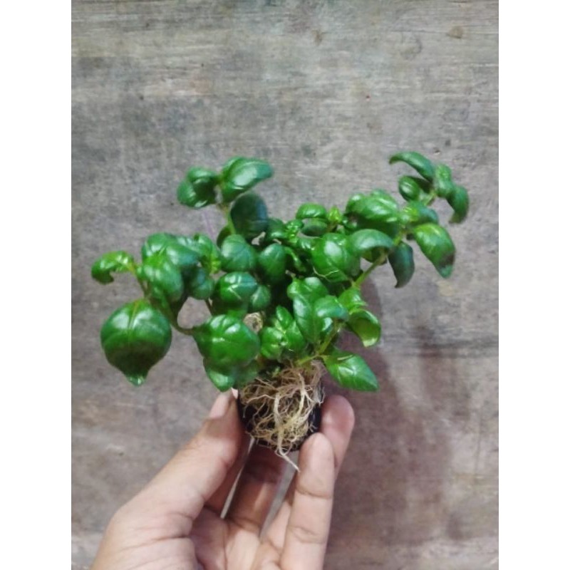 Tanaman aquascape wabikusa angguran