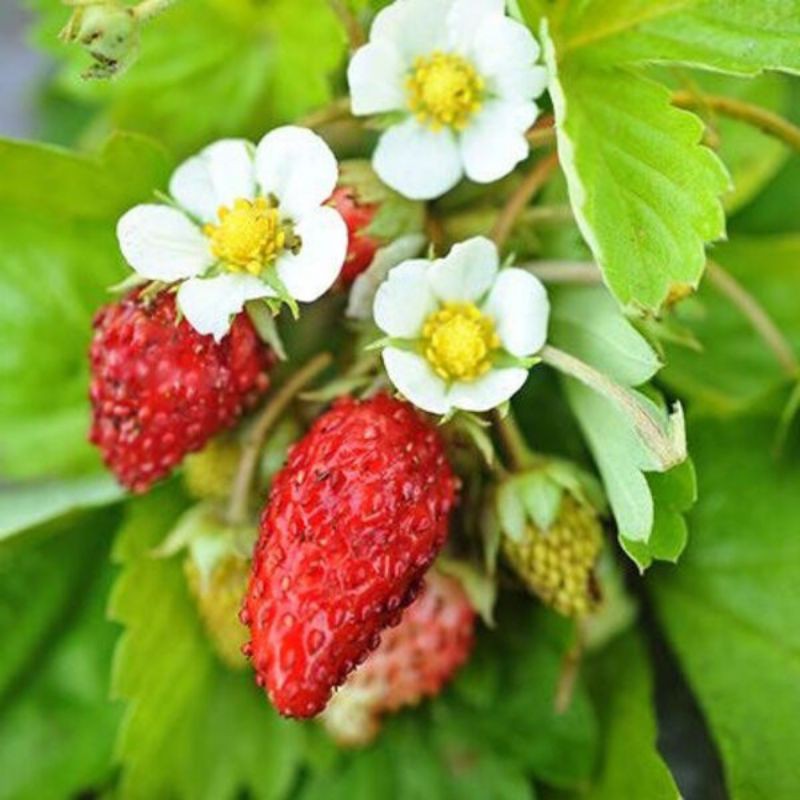 Paket Hemat poll 3 Jenis Tanaman Strawberry / Stroberi bakul kembang