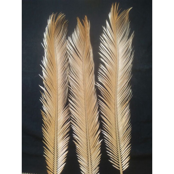 daun kering sikas gold/emas
