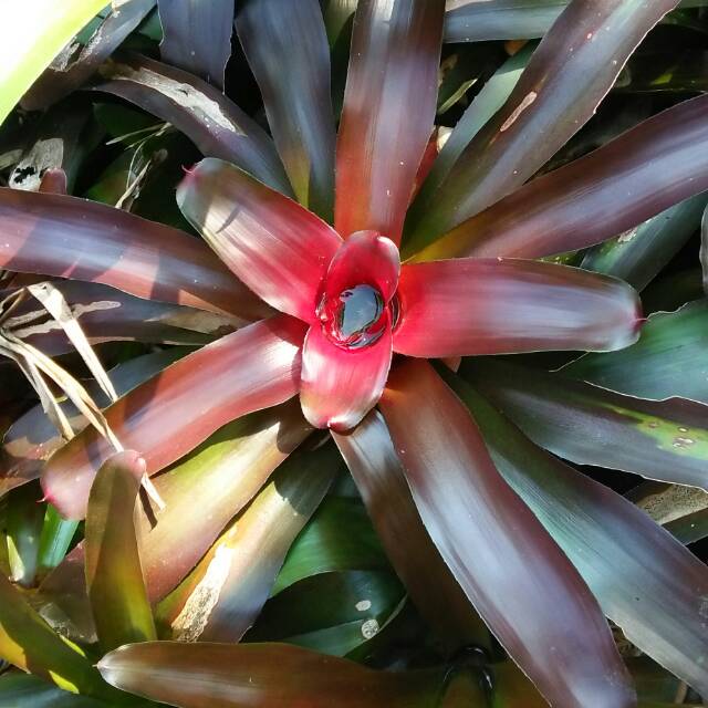 Bromelia merah besar