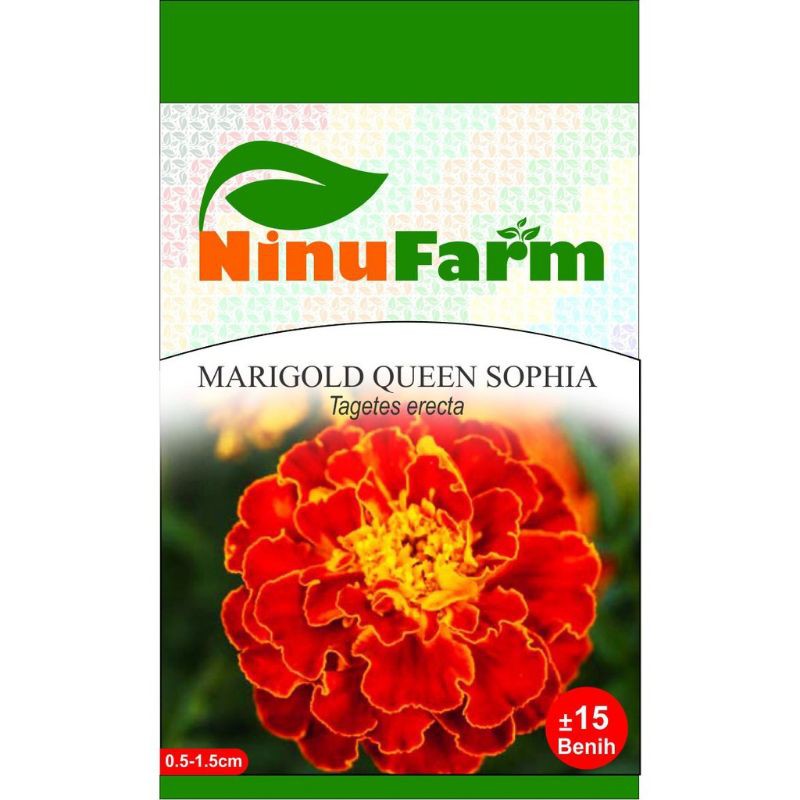 BENIH BUNGA MARIGOLD QUEEN SOPHIA / BIBIT MARIGOLD BANDUNG / BIBIT TANAMAN HIAS AGLONEMA