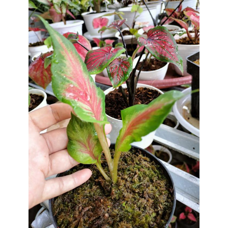 Caladium Red Peacock
