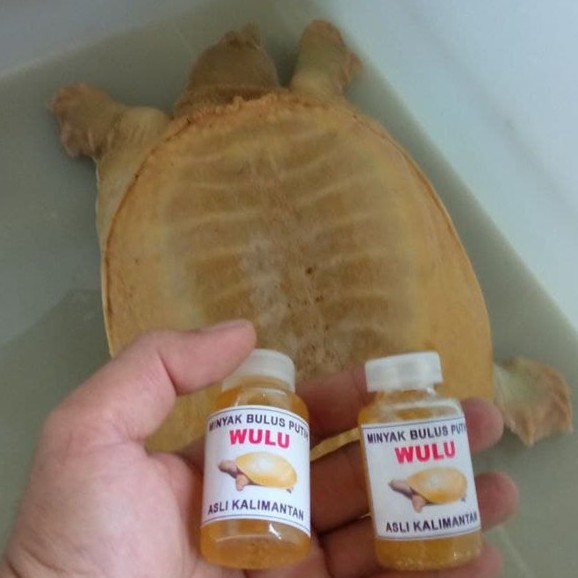 MB01 MINYAK BULUS PUTIH ORIGINAL ASLI KALIMANTAN KHAS SUKU DAYAK MEREK WULU