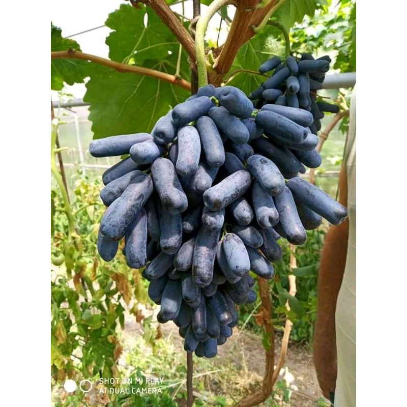Paket 2 bibit anggur ninel dan 1 anggur jupiter import