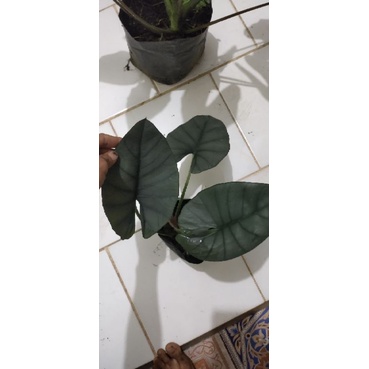 alocasia bisma ,alocasia bisma silver,alocasia regina