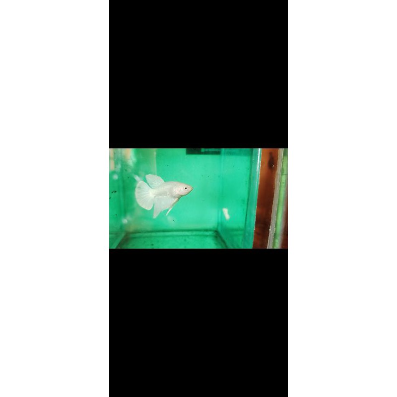 HMPK White Platinum Bosku.