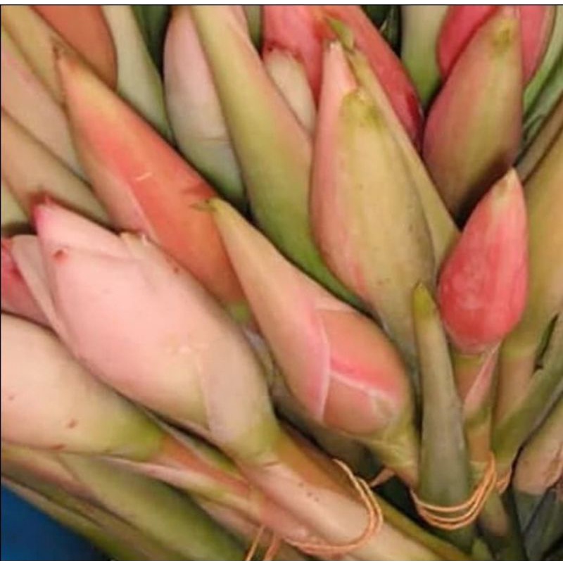 

Bunga Kecombrang Segar 500gr murah