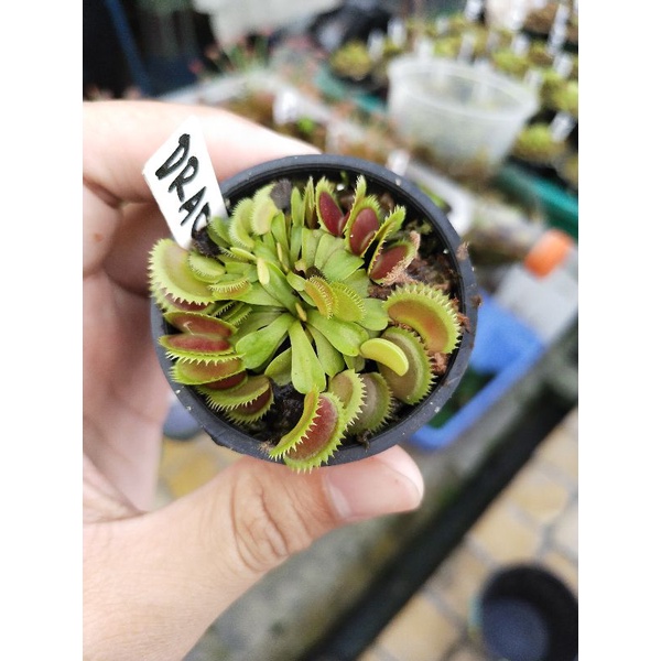 Venus Fly Trap Dracula Venus FlyTrap Dracula size KECIL BACA DESKRIPSI