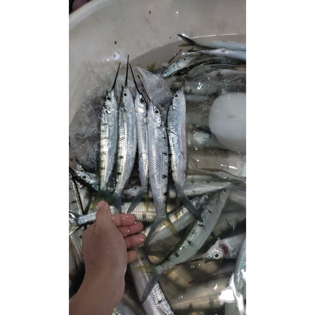 

Jual Ikan kacang kacang - 1 Kg