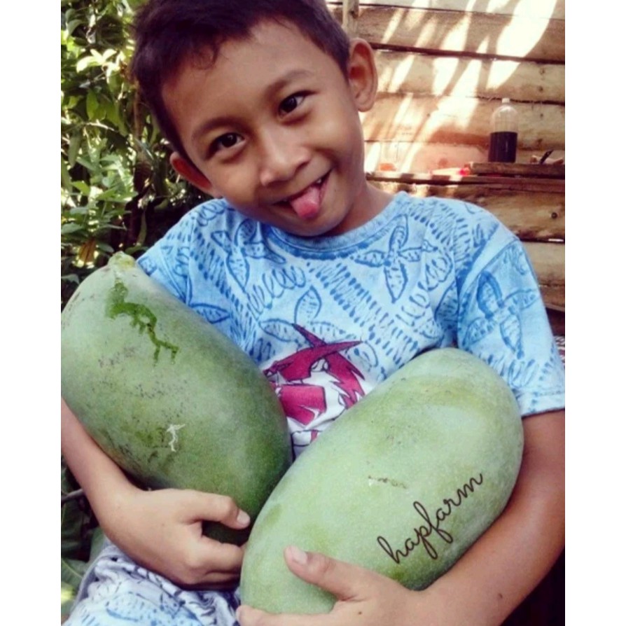 Entries / Cutting Mangga Mahatir Mangga Super Jumbo