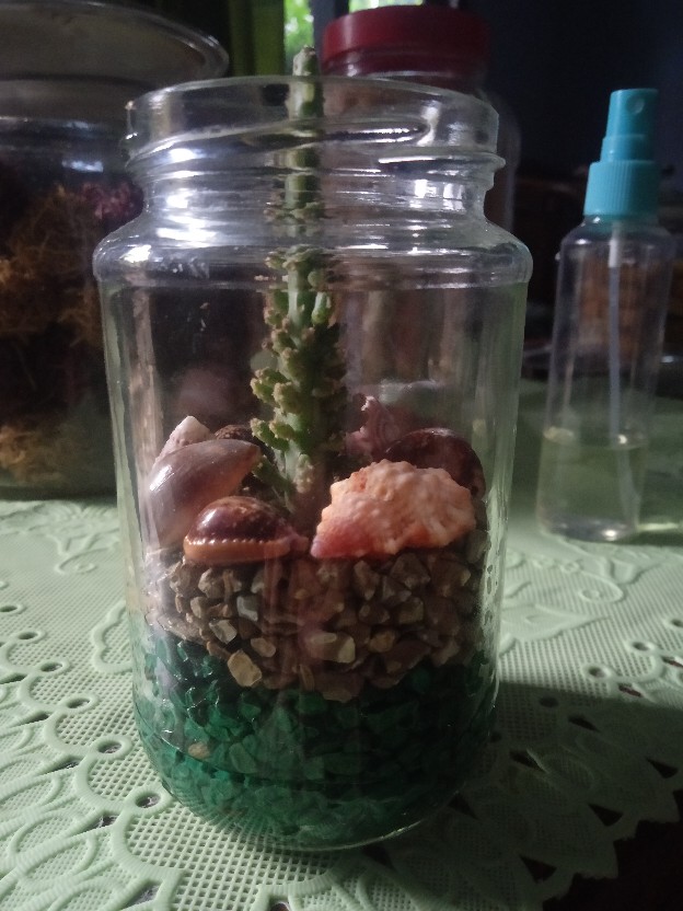 Kaktus Opuntia Vulgaris Variegata