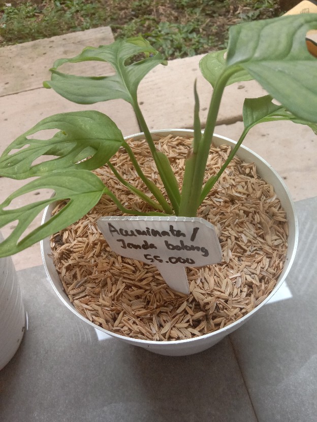 Shirudo Lab Eucalyptus Disinfectant Spray 100ml / Shirudo Spray / Bekku