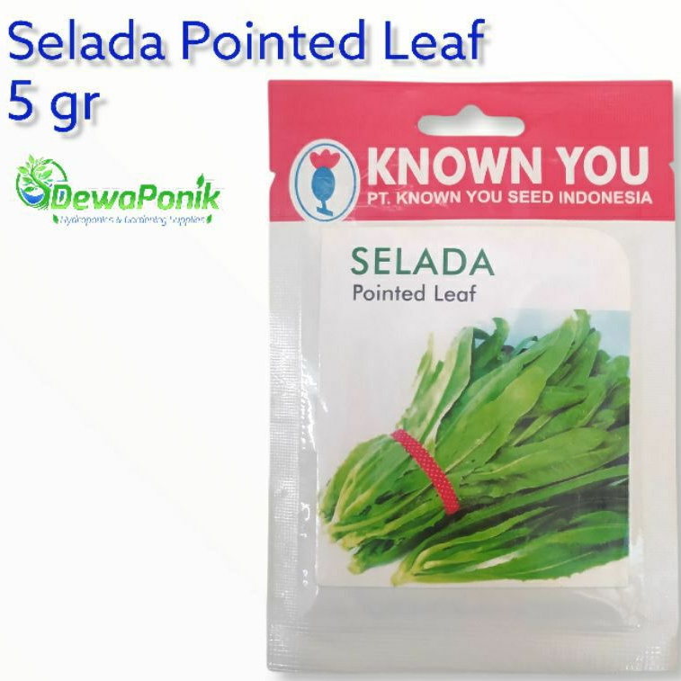 

Selada Siomak / Selada Wangi / Selada Pointed Leaf