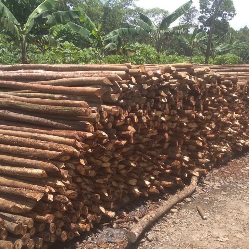 dolken kayu carukcuk