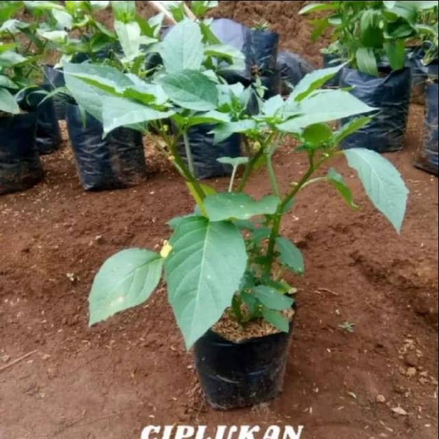Promo Pohon Ciplukan / Cecenet - Tanaman Herbal Bibit Pohon Ciplukan