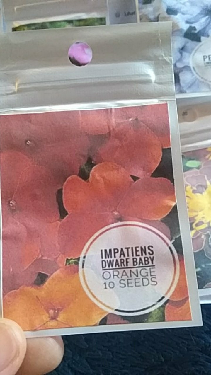 Impatiens Dwarf Baby Orange 10 Biji (benih Biji Bibit Tanaman Bunga)