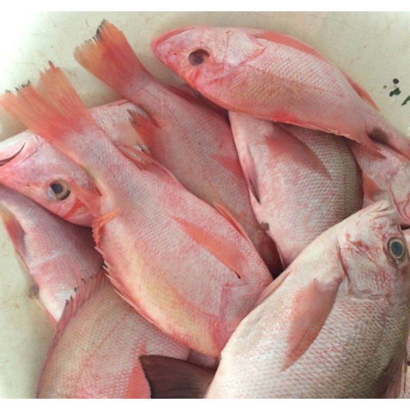 

Ikan Kakap Merah Fresh 1kg