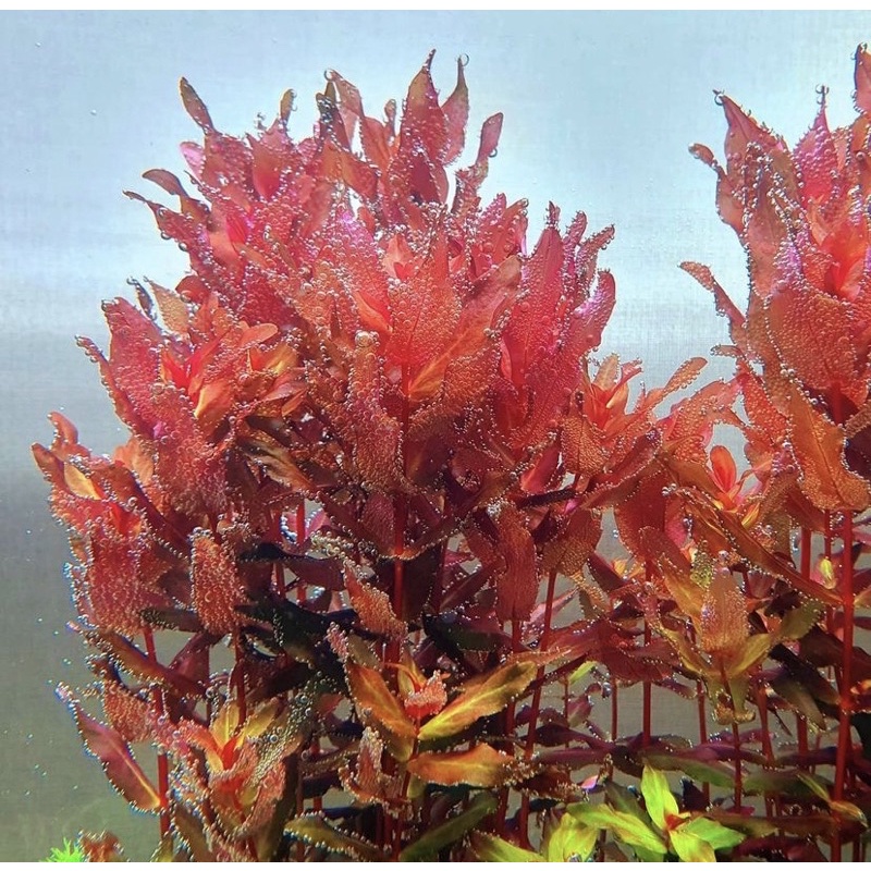 Rotala Macandra sp Tiger ( tanaman aquascape )