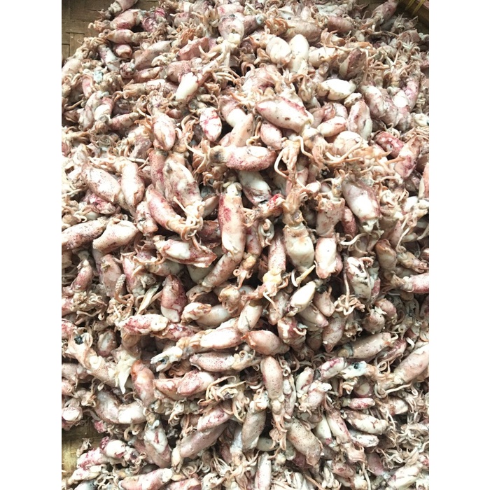 

Cumi Asin Baby Basah 500gram