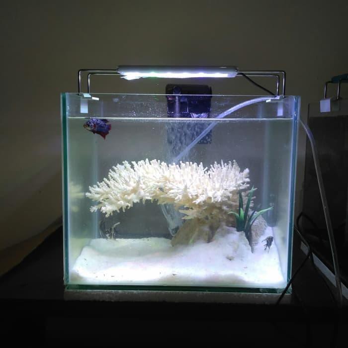 95 Koleksi Aquarium Minimalis Mas Koki HD Terbaik