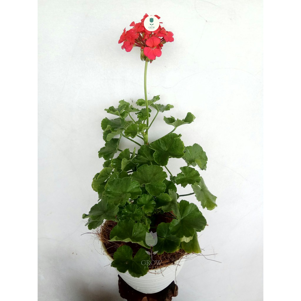 Geranium duduk merah