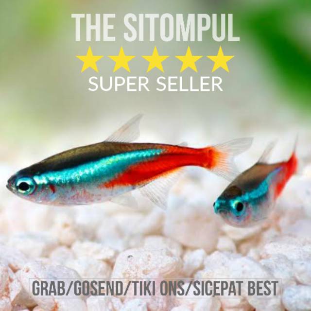 Neon Tetra Ukuran Indukan