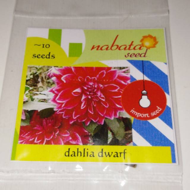 bibit benih dahlia dwarf