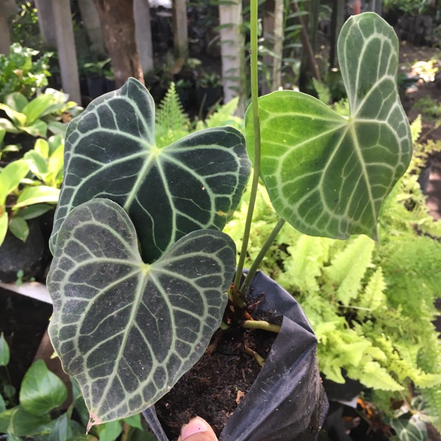 Anthurium Clarinervium Kuping Gajah Karet Tanaman Hias Shopee Indonesia