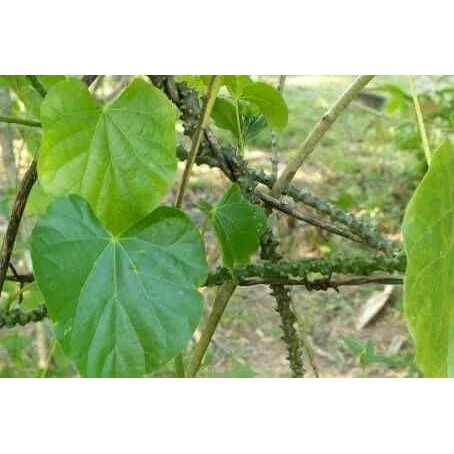 

Bratawali - Brotowali - Obat DIabetes