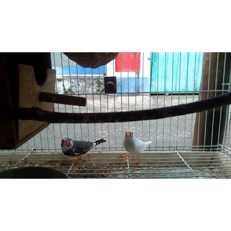 Sepasang Indukan Zebra Finch / ZF (Indukan A)
