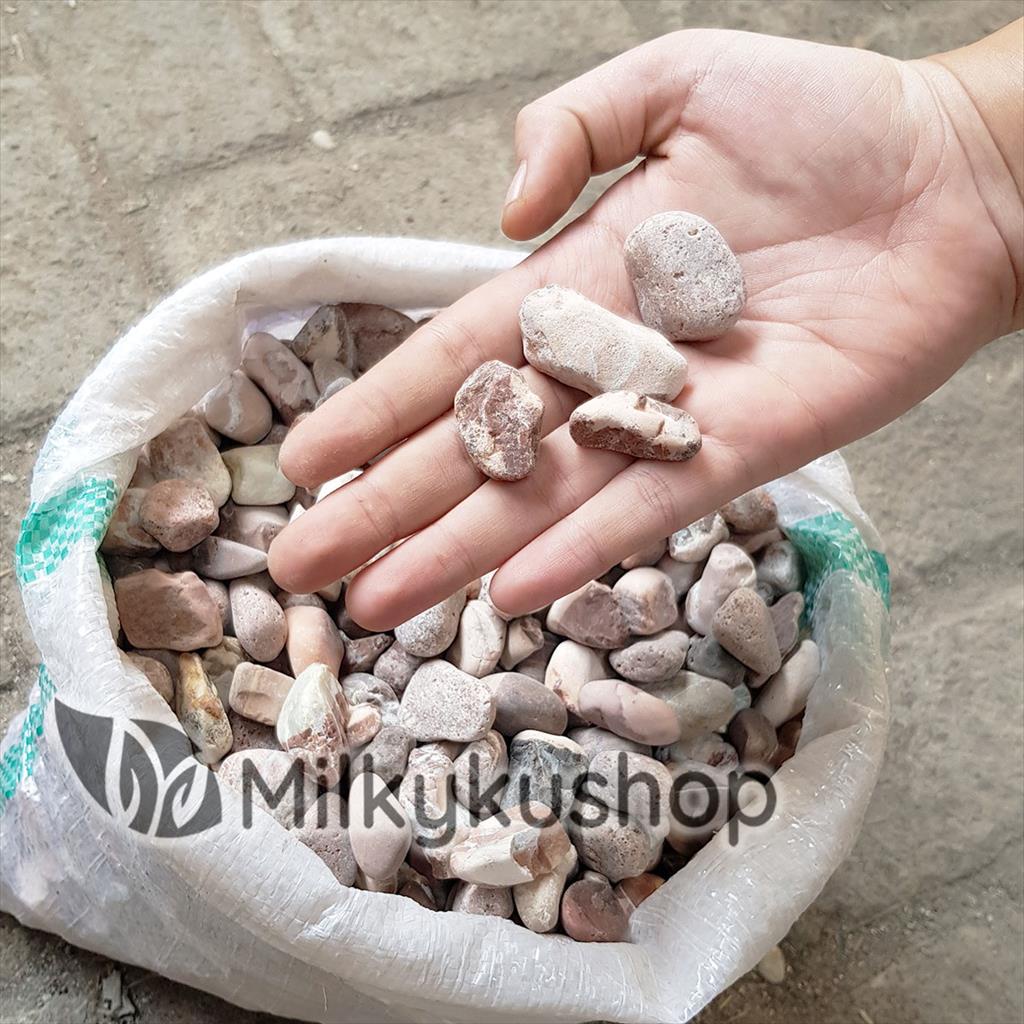BATU KORAL MERAH SAKIT KECIL - HIAS TAMAN AQUASCAPE VIA CARGO